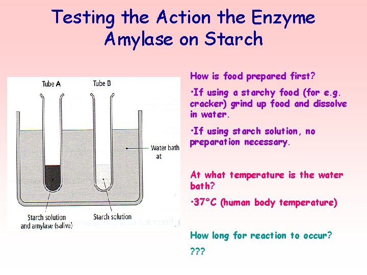 Testing the Action the Enzyme Amylase on Starch How is food prepared first? •