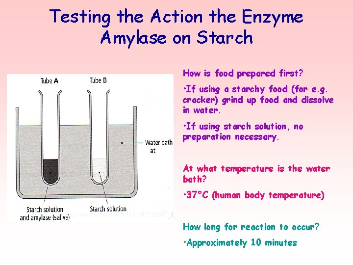 Testing the Action the Enzyme Amylase on Starch How is food prepared first? •