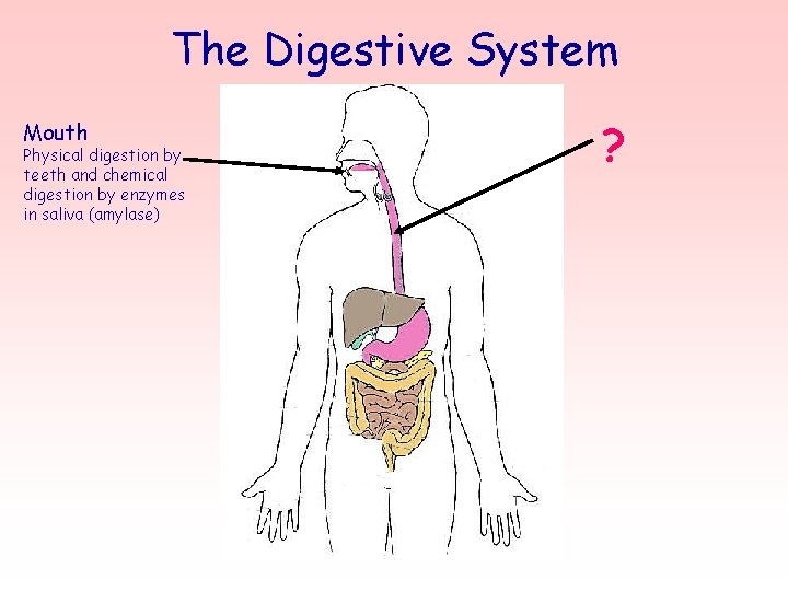 The Digestive System Mouth Physical digestion by teeth and chemical digestion by enzymes in