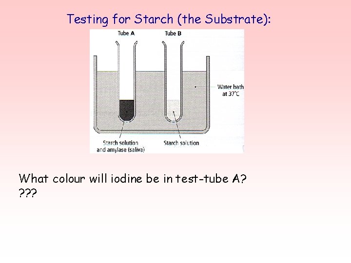 Testing for Starch (the Substrate): What colour will iodine be in test-tube A? ?