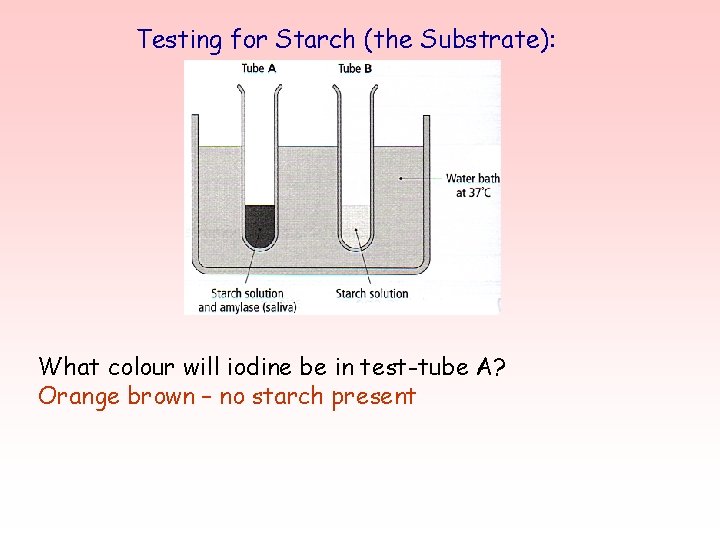 Testing for Starch (the Substrate): What colour will iodine be in test-tube A? Orange