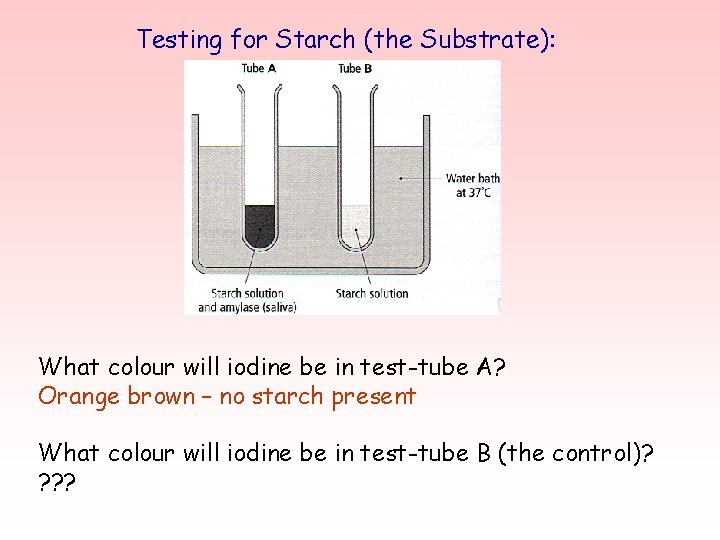 Testing for Starch (the Substrate): What colour will iodine be in test-tube A? Orange