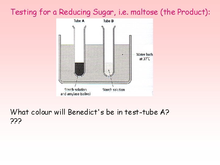 Testing for a Reducing Sugar, i. e. maltose (the Product): What colour will Benedict's