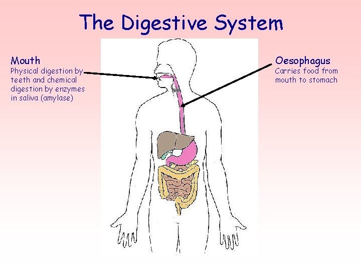 The Digestive System Mouth Physical digestion by teeth and chemical digestion by enzymes in