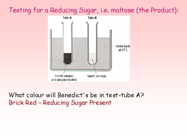 Testing for a Reducing Sugar, i. e. maltose (the Product): What colour will Benedict's