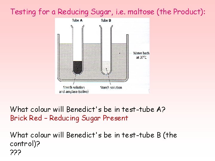 Testing for a Reducing Sugar, i. e. maltose (the Product): What colour will Benedict's