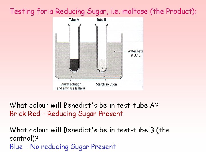 Testing for a Reducing Sugar, i. e. maltose (the Product): What colour will Benedict's