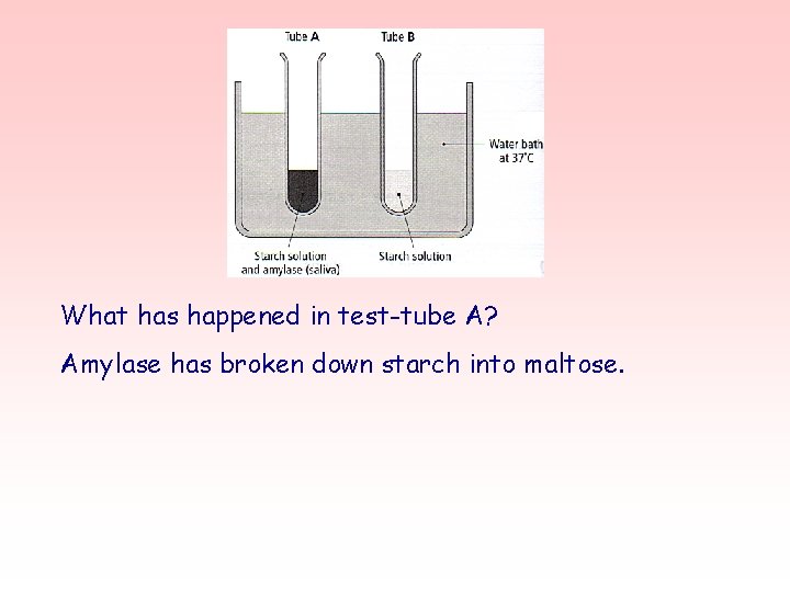 What has happened in test-tube A? Amylase has broken down starch into maltose. 