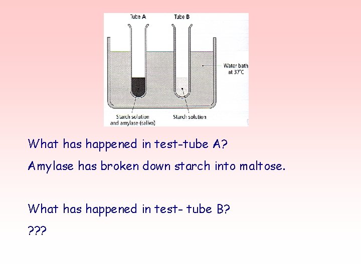 What has happened in test-tube A? Amylase has broken down starch into maltose. What