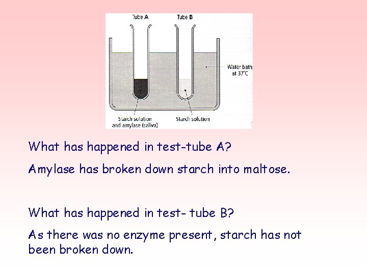 What has happened in test-tube A? Amylase has broken down starch into maltose. What