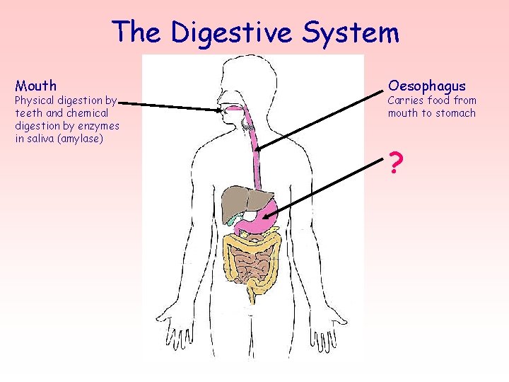 The Digestive System Mouth Physical digestion by teeth and chemical digestion by enzymes in