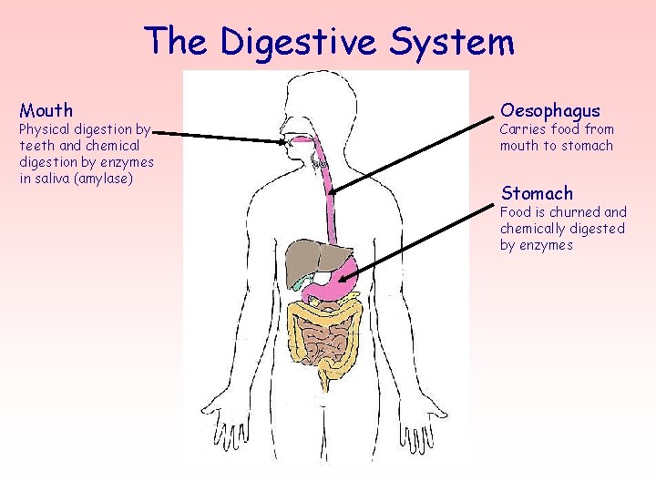 The Digestive System Mouth Physical digestion by teeth and chemical digestion by enzymes in