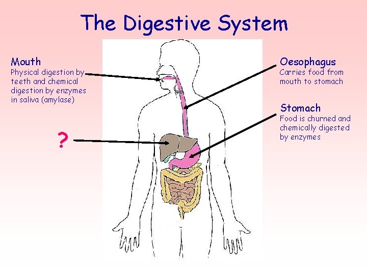 The Digestive System Mouth Physical digestion by teeth and chemical digestion by enzymes in