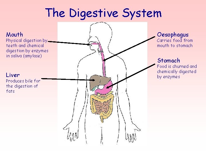 The Digestive System Mouth Physical digestion by teeth and chemical digestion by enzymes in