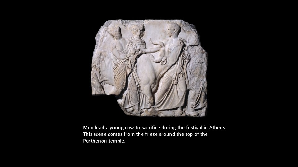 Men lead a young cow to sacrifice during the festival in Athens. This scene