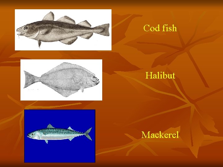 Cod fish Halibut Mackerel 