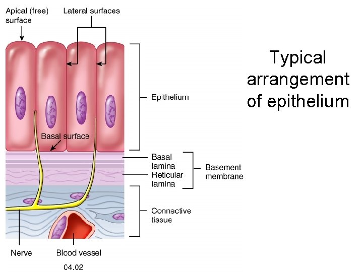 Typical arrangement of epithelium 