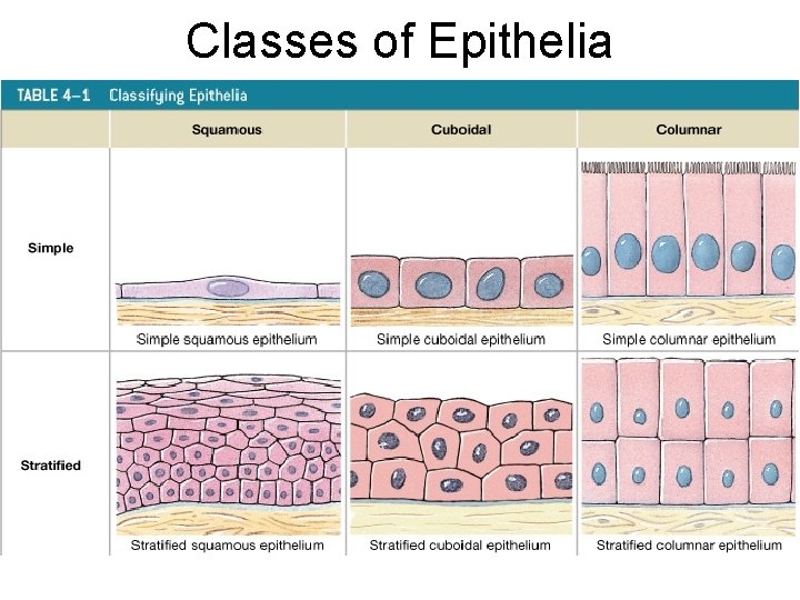 Classes of Epithelia 
