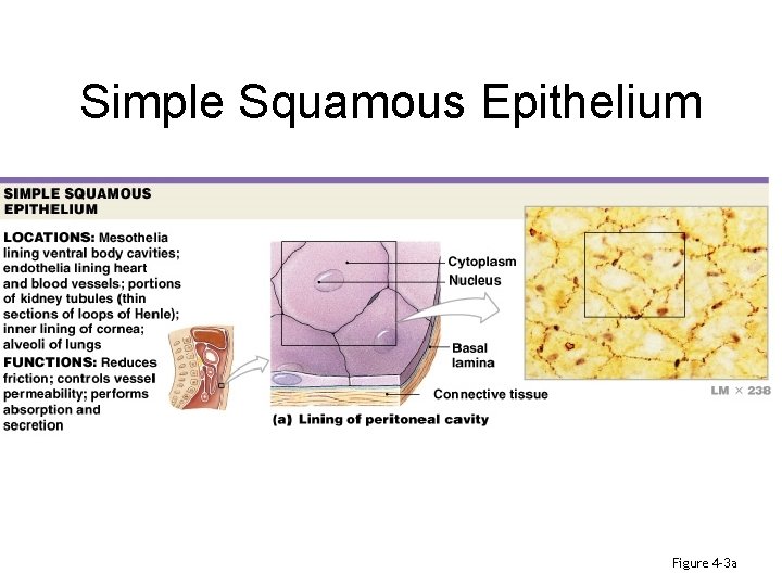 Simple Squamous Epithelium Figure 4– 3 a 