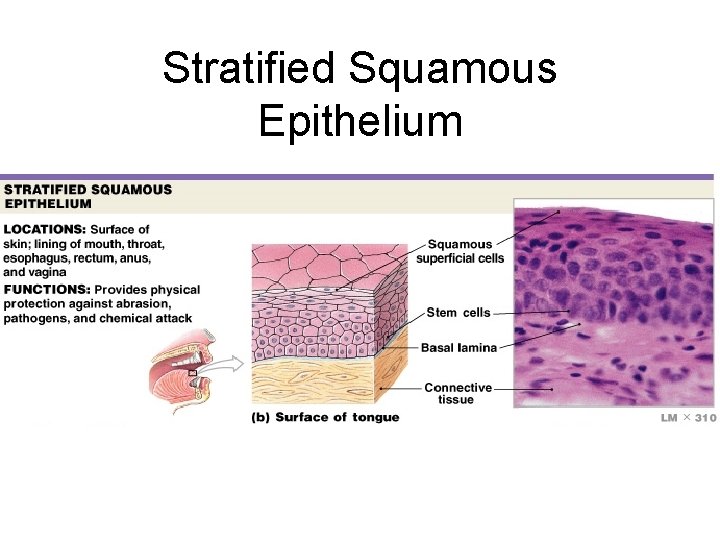 Stratified Squamous Epithelium 