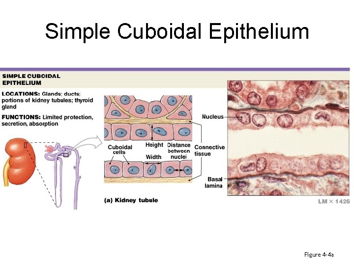 Simple Cuboidal Epithelium Figure 4– 4 a 