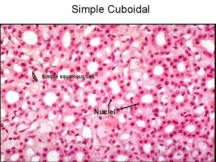 Simple Cuboidal Simple squamous cell Nuclei 