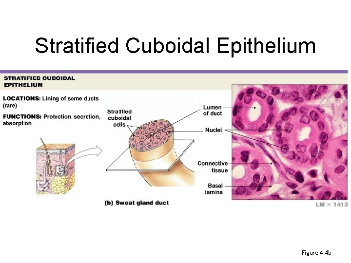 Stratified Cuboidal Epithelium Figure 4– 4 b 