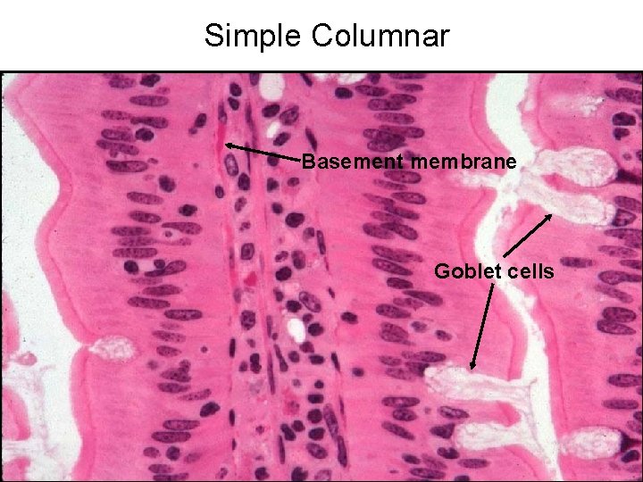 Simple Columnar Basement membrane Goblet cells 