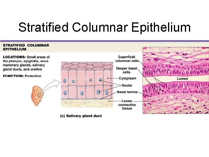 Stratified Columnar Epithelium 