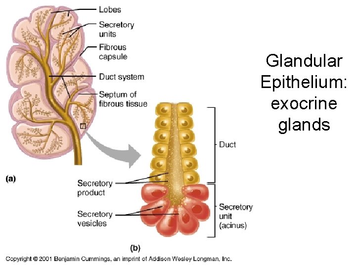 Glandular Epithelium: exocrine glands 