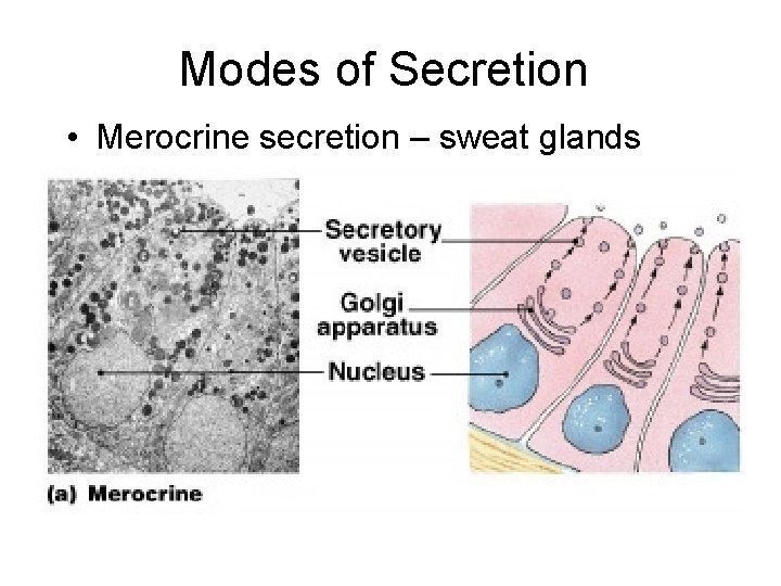 Modes of Secretion • Merocrine secretion – sweat glands 