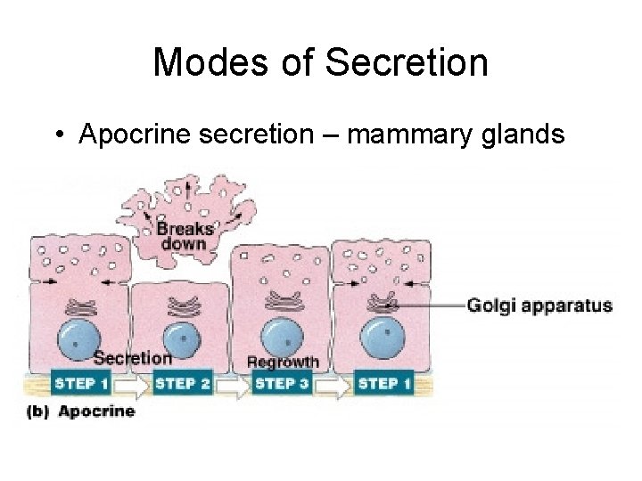 Modes of Secretion • Apocrine secretion – mammary glands 