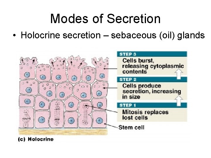 Modes of Secretion • Holocrine secretion – sebaceous (oil) glands 