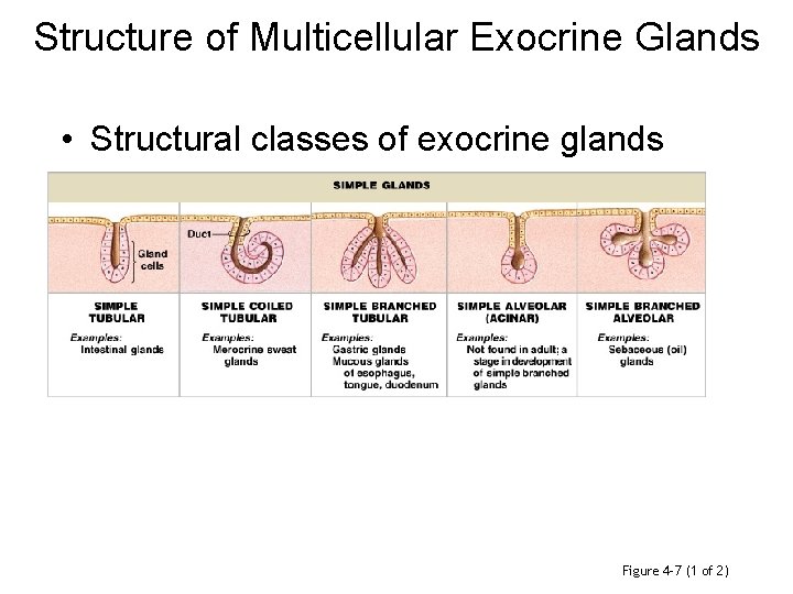 Structure of Multicellular Exocrine Glands • Structural classes of exocrine glands Figure 4– 7