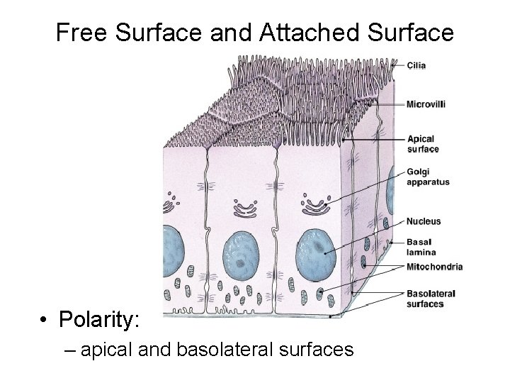 Free Surface and Attached Surface • Polarity: – apical and basolateral surfaces 