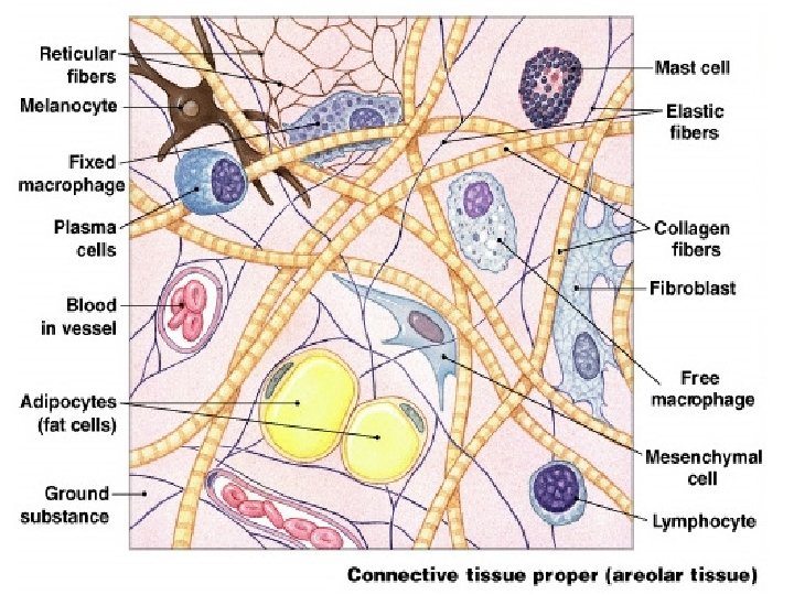 Connective tissue 