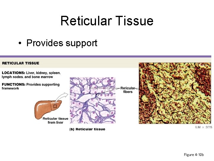 Reticular Tissue • Provides support Figure 4– 10 b 