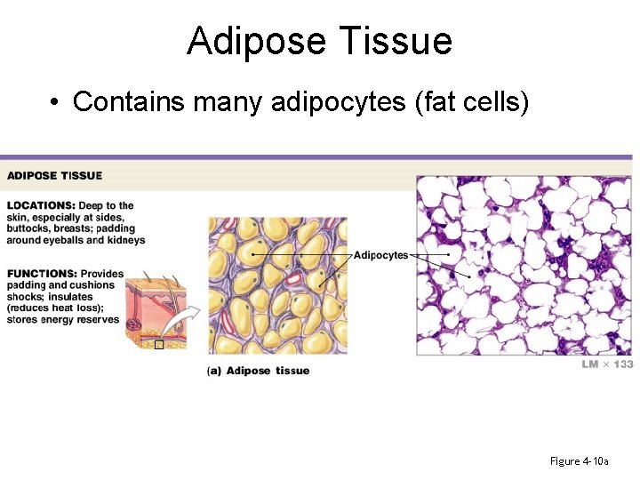 Adipose Tissue • Contains many adipocytes (fat cells) Figure 4– 10 a 