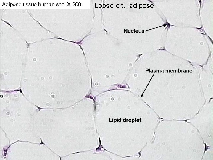 Loose c. t. : adipose 