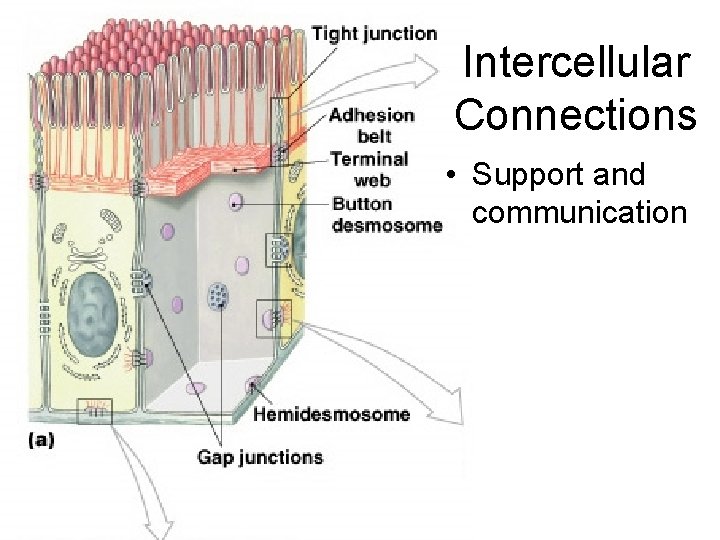 Intercellular Connections • Support and communication 