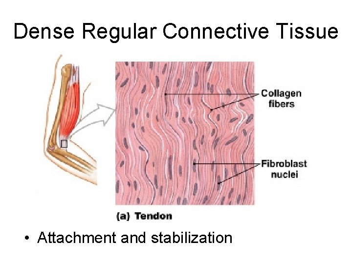 Dense Regular Connective Tissue • Attachment and stabilization 