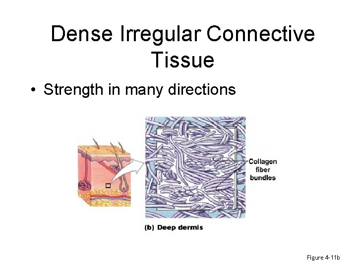 Dense Irregular Connective Tissue • Strength in many directions Figure 4– 11 b 