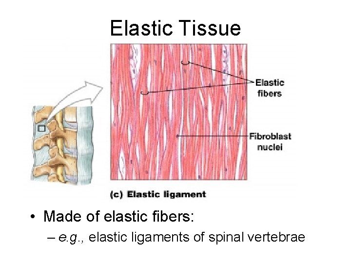 Elastic Tissue • Made of elastic fibers: – e. g. , elastic ligaments of