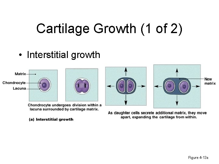 Cartilage Growth (1 of 2) • Interstitial growth Figure 4– 13 a 