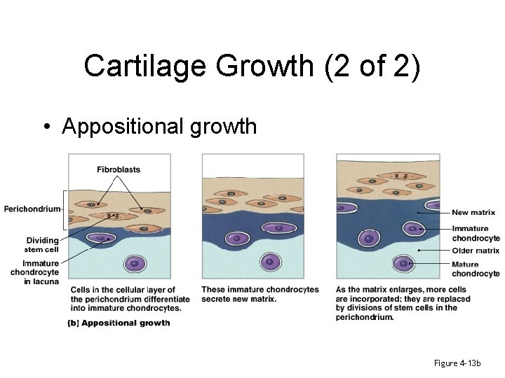Cartilage Growth (2 of 2) • Appositional growth Figure 4– 13 b 