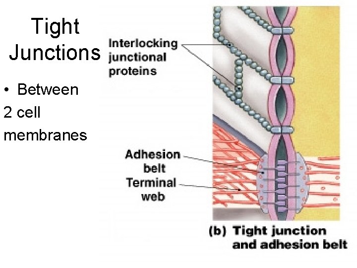 Tight Junctions • Between 2 cell membranes 