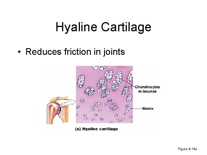 Hyaline Cartilage • Reduces friction in joints Figure 4– 14 a 