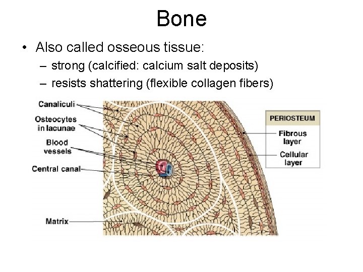 Bone • Also called osseous tissue: – strong (calcified: calcium salt deposits) – resists