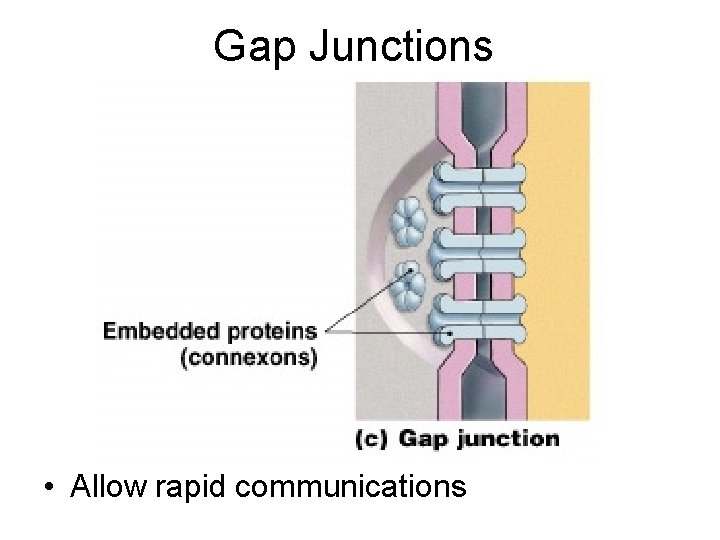 Gap Junctions • Allow rapid communications 