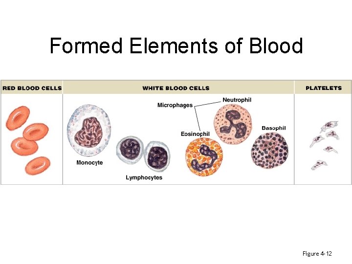 Formed Elements of Blood Figure 4– 12 